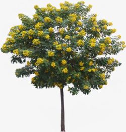 黄色盛开花朵大树素材
