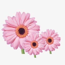 围着太阳的花花高清图片