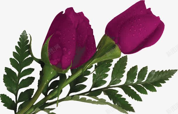 紫色浪漫玫瑰植物png免抠素材_新图网 https://ixintu.com 植物 浪漫 玫瑰 紫色