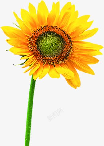 夏日黄色植物花朵png免抠素材_新图网 https://ixintu.com 夏日 植物 花朵 设计 黄色