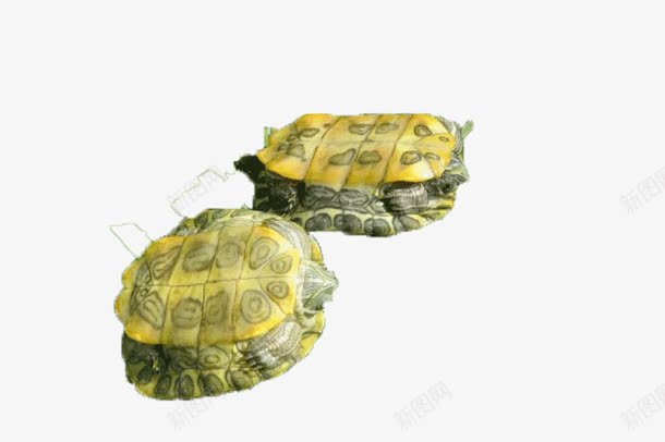 两只可爱的巴西龟png免抠素材_新图网 https://ixintu.com 乌龟 产品实物 动物 绿色