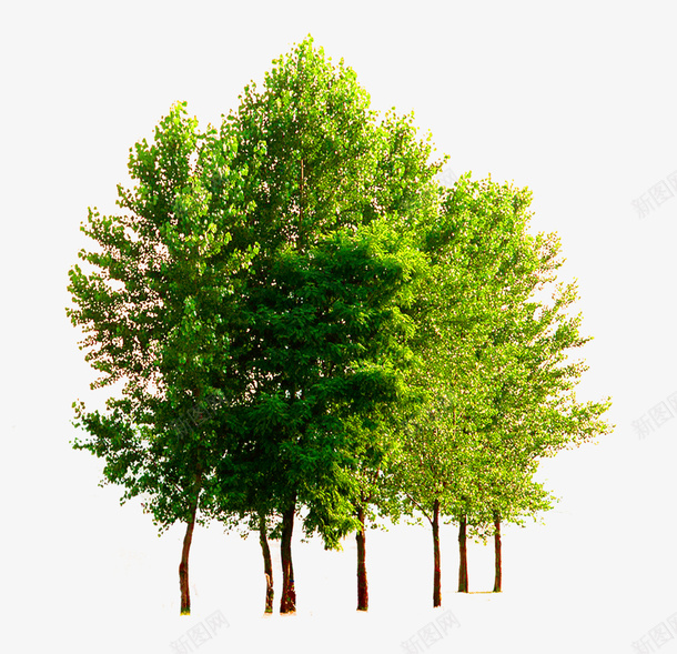 绿树树淘宝png免抠素材_新图网 https://ixintu.com 绿树树淘宝素材