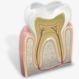 牙科学图标png_新图网 https://ixintu.com 牙科学