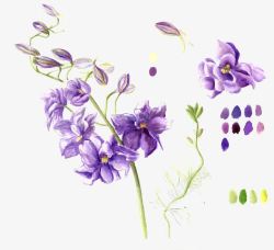 彩绘紫色花卉图案素材