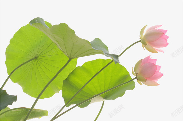 逼真荷花png免抠素材_新图网 https://ixintu.com 漂亮荷花 荷花 逼真荷花