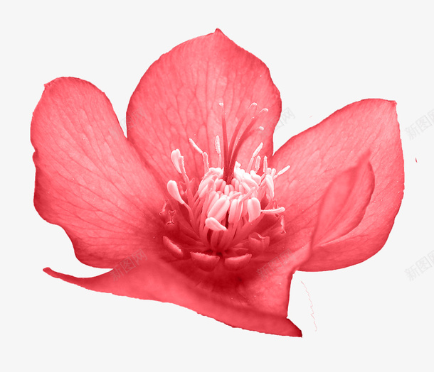 花朵png免抠素材_新图网 https://ixintu.com 植物 粉红色花朵 花朵 花朵png免费下载 花瓣 花草