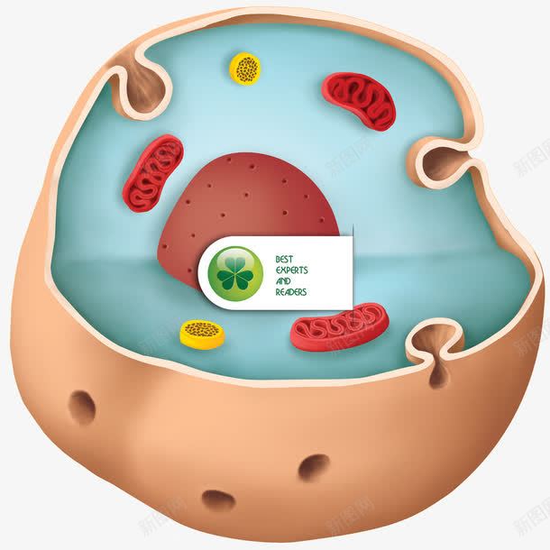 圆形细胞分解图png免抠素材_新图网 https://ixintu.com 圆形细胞 干细胞 细胞 细胞分解 细胞设计