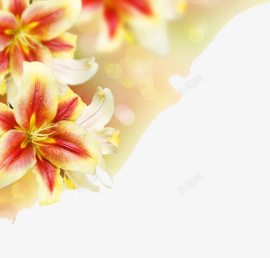 花朵边框png免抠素材_新图网 https://ixintu.com 植物 花叶 花朵 边框