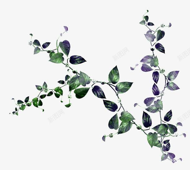 紫绿色藤曼装饰png免抠素材_新图网 https://ixintu.com 植物 藤曼 装饰