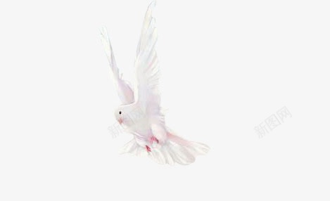 白色鸽子和平鸽动物png免抠素材_新图网 https://ixintu.com 动物 和平鸽 白色 鸽子