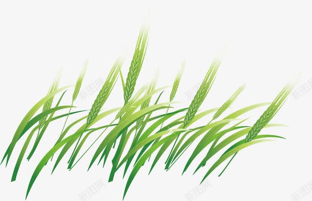 绿色的麦苗png免抠素材_新图网 https://ixintu.com 植物 装饰 麦苗