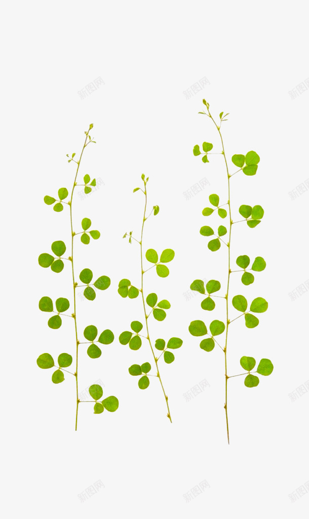 手绘植物png免抠素材_新图网 https://ixintu.com 植物 矢量装饰 绿植 装饰 装饰画