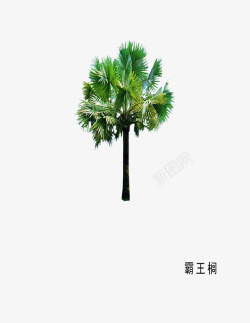 榈木本植物环艺高清图片