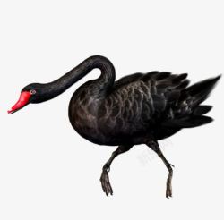 黑色禽类黑天鹅高清图片