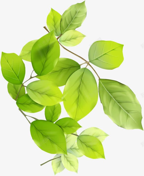 绿色环保清新树叶植物png免抠素材_新图网 https://ixintu.com 树叶 植物 清新 环保 绿色