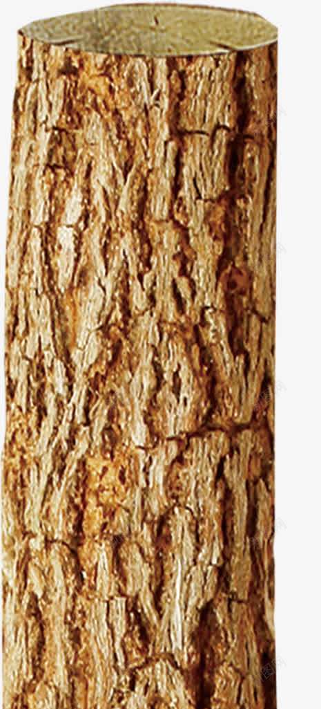树木表面摄影效果png免抠素材_新图网 https://ixintu.com 摄影 效果 树木 表面
