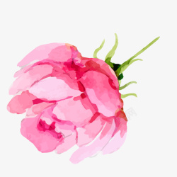 粉色水彩绘玫瑰花素材