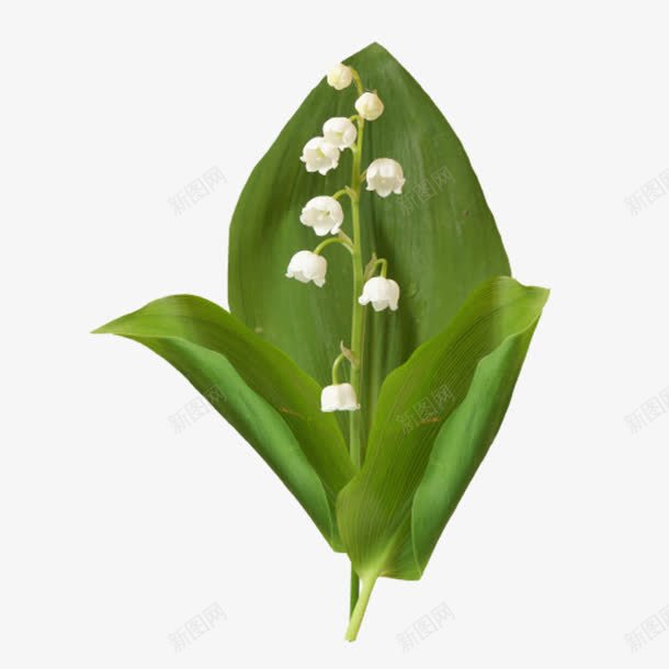 大片的绿色叶子白色花朵png免抠素材_新图网 https://ixintu.com 叶子 大片 白色 绿色 花朵