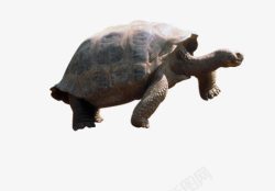 走路的乌龟在走路中的乌龟高清图片
