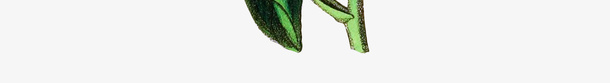 手绘白鲜花植物图谱png免抠素材_新图网 https://ixintu.com 手绘植物图谱 手绘植物花卉 手绘白鲜 白鲜 紫色白鲜花 绿植
