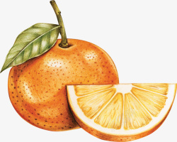 手绘风水果美味橙子矢量图素材