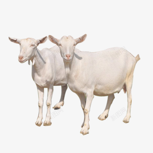两只白羊png免抠素材_新图网 https://ixintu.com 两只 实物 白色 羊