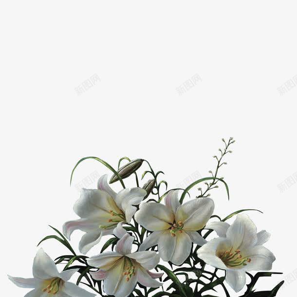 白色的花png免抠素材_新图网 https://ixintu.com 植物 花卉 花朵 花瓣