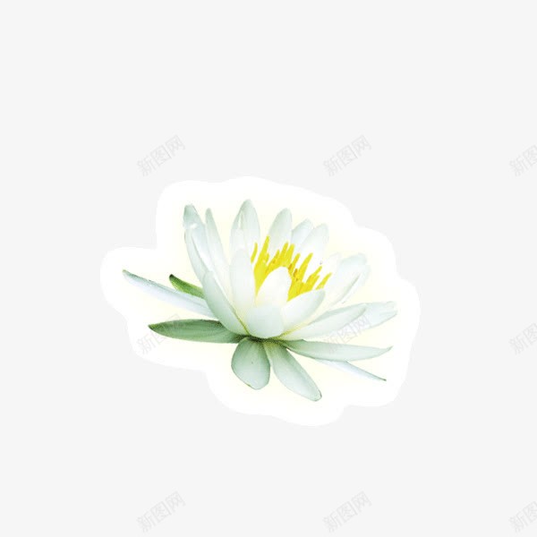 白色花朵花卉花瓣png免抠素材_新图网 https://ixintu.com 白色 花卉 花朵 花瓣