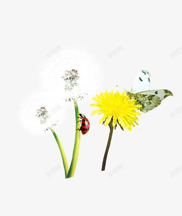花卉psd免抠素材_新图网 https://ixintu.com 花卉 花朵 蒲公英 蝴蝶