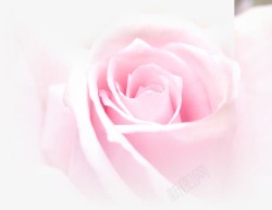 梦幻粉色玫瑰装饰素材