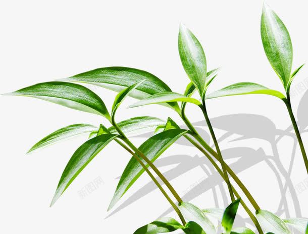 摄影草本植物质感光效png免抠素材_新图网 https://ixintu.com 感光 摄影 草本植物