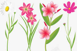 精美春花精美的粉红色春花矢量图高清图片