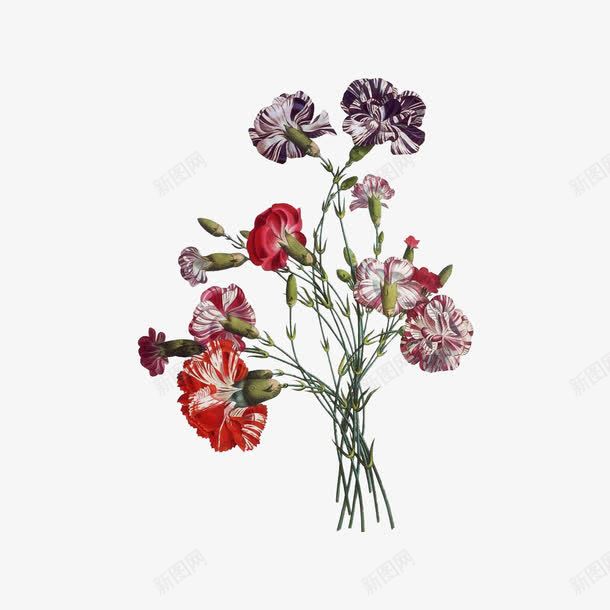 一束鲜花png免抠素材_新图网 https://ixintu.com 植物 紫色 花朵