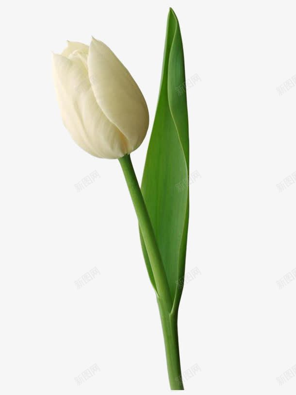 白色花朵绿叶装饰png免抠素材_新图网 https://ixintu.com 白色 绿叶 花朵 装饰