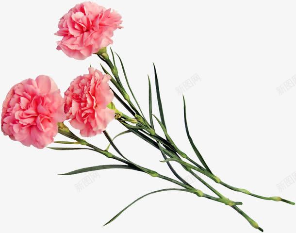 红色唯美花朵植物节日png免抠素材_新图网 https://ixintu.com 植物 红色 节日 花朵