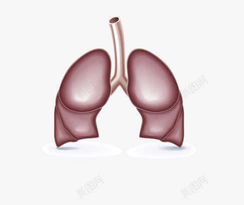 肺png免抠素材_新图网 https://ixintu.com 人体 器官 肺