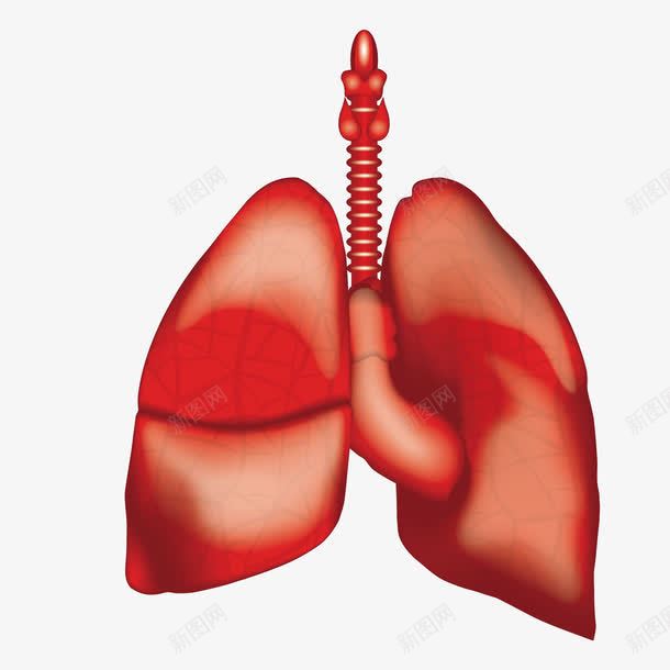 心肺png免抠素材_新图网 https://ixintu.com 3D 健康 医疗 心肺功能 肺部 身体
