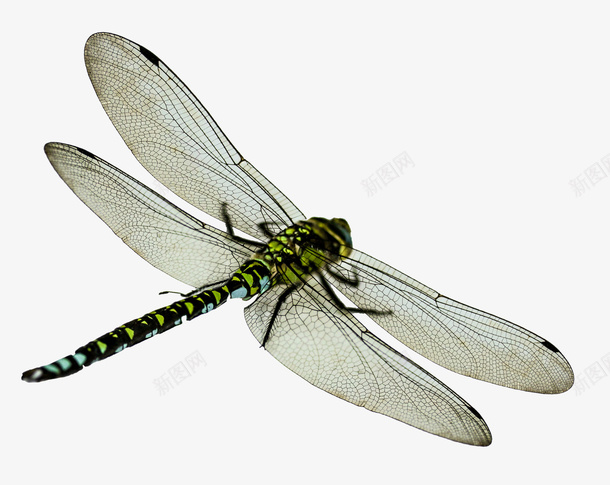 美丽蜻蜓png免抠素材_新图网 https://ixintu.com 漂亮 漂亮的 漂亮的蜻蜓 漂亮蜻蜓 美丽的蜻蜓 美丽蜻蜓
