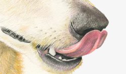 黑鼻头吐舌头的狗狗高清图片