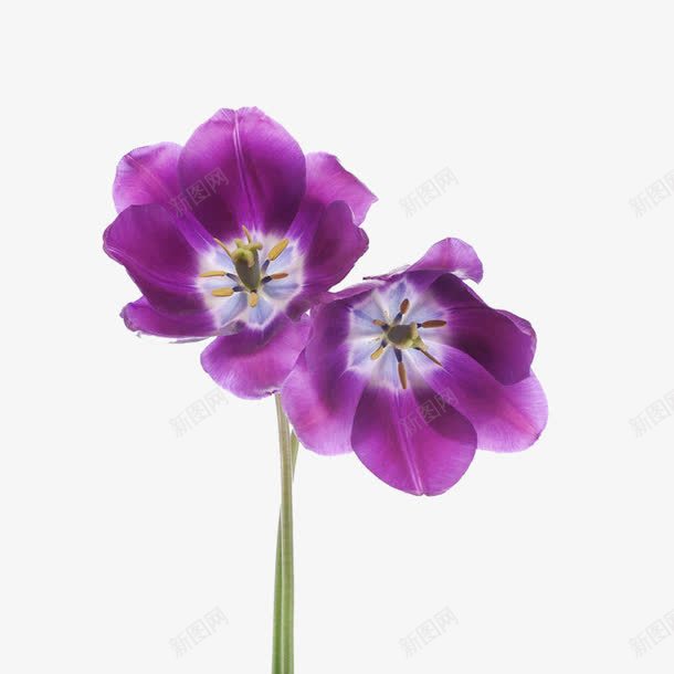 两朵紫色的花png免抠素材_新图网 https://ixintu.com 情人节 浪漫 紫色 缠绕 郁金香