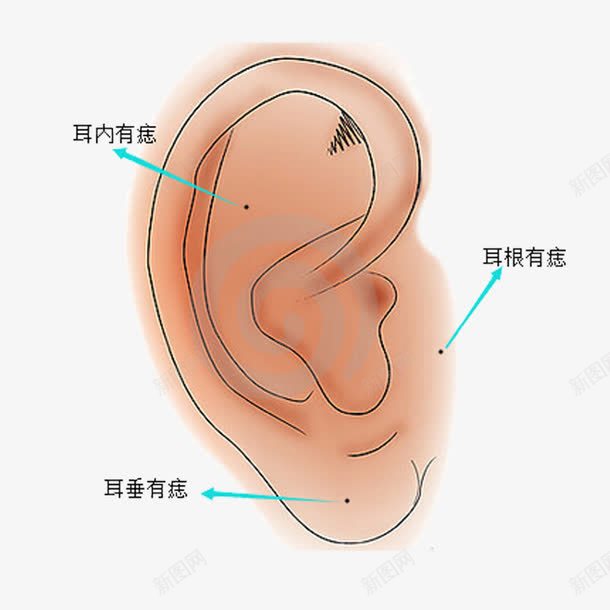 人耳朵部分png免抠素材_新图网 https://ixintu.com 人 人耳朵 耳内 耳朵 肉色