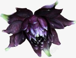 深紫色花朵实物素材