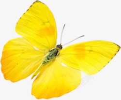 黄色纹理蝴蝶动物素材