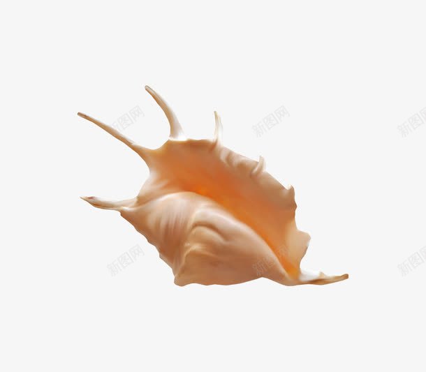 橙色漂亮海螺png免抠素材_新图网 https://ixintu.com 橙色海螺 海螺 海螺素材 漂亮海螺