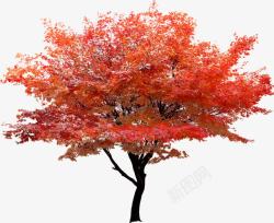 红色树叶大树海报素材