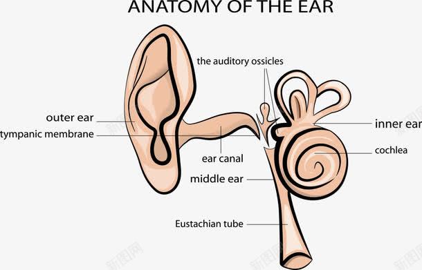 耳朵的结构图矢量图ai免抠素材_新图网 https://ixintu.com 卡通耳朵 矢量耳朵 结构图 耳朵 矢量图