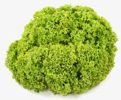 珊瑚生菜珊瑚生菜实物摄影高清图片