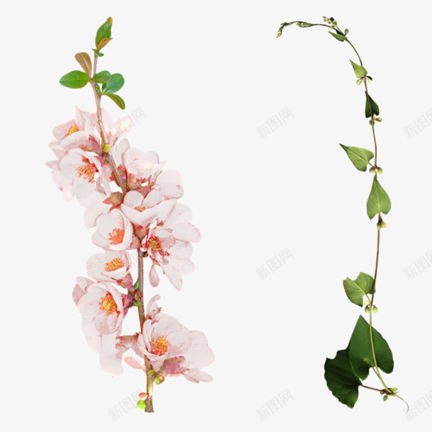 花和树叶png免抠素材_新图网 https://ixintu.com 一枝花 树叶 绿叶 花