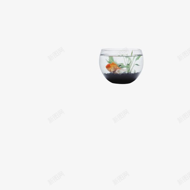 养鱼的鱼缸png免抠素材_新图网 https://ixintu.com 养鱼 生活 鱼缸