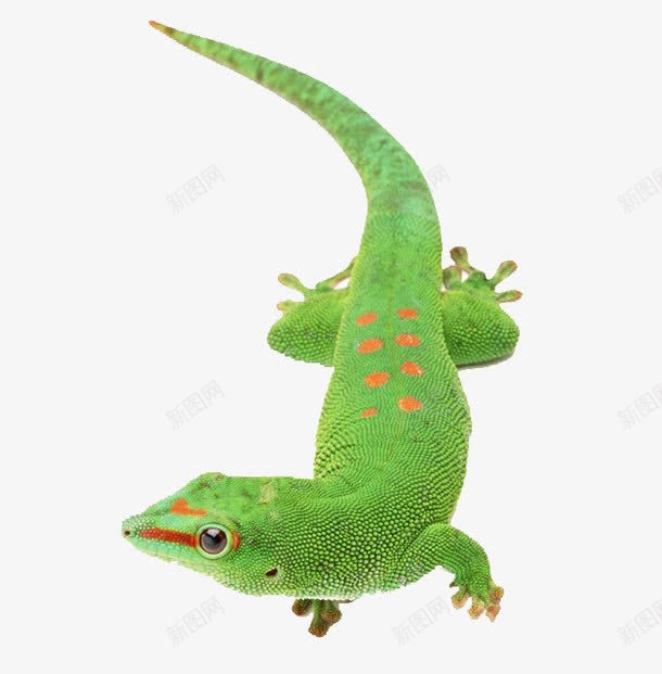 绿色的蜥蜴png免抠素材_新图网 https://ixintu.com 动物 可爱 绿色 蜥蜴 装饰